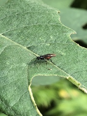 Atanycolus longicauda