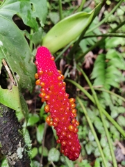 Anthurium hoffmannii