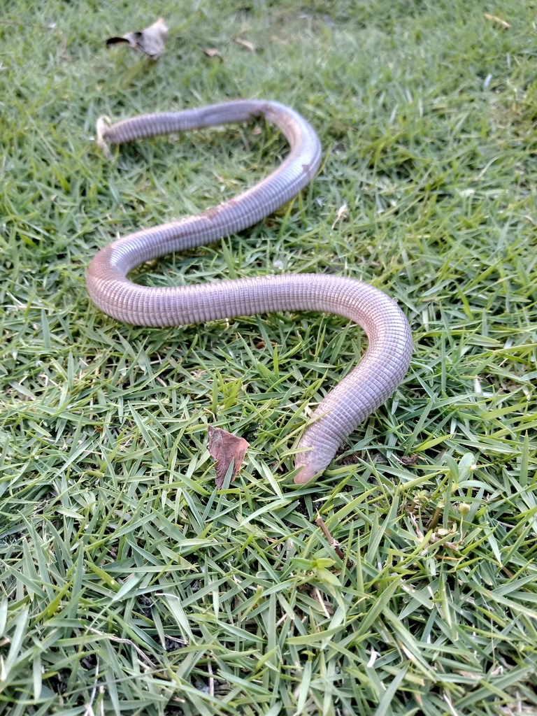Rio Grande Worm Lizard