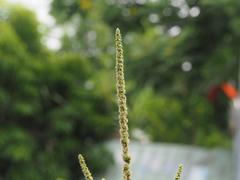 Amaranthus viridis