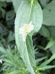 Calycomyza platyptera