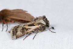 Agrotis vestigialis