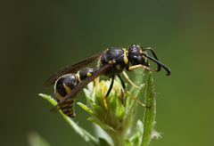 Eumenes consobrinus
