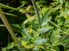 Conioselinum scopulorum