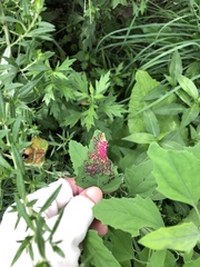 Norvellina chenopodii