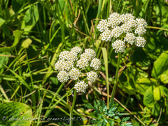 Conioselinum scopulorum