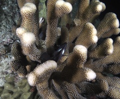 Pocillopora grandis