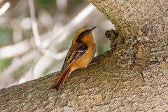 Aphrastura spinicauda fulva