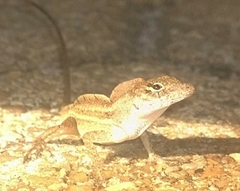 Anolis sagrei