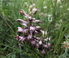 Anacamptis coriophora fragrans