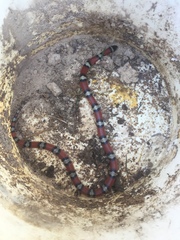 Lampropeltis gentilis