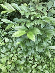 Filipendula ulmaria