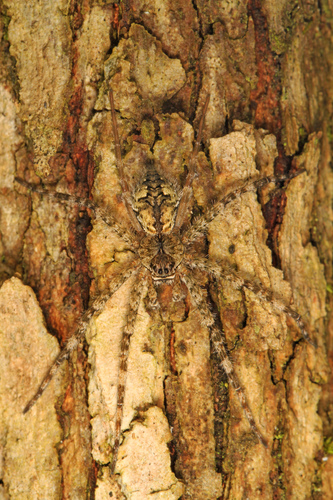 White-banded Fishing Spider