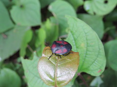 Brachystethus rubromaculatus