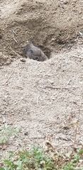 Thomomys