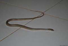 Masticophis mentovarius mentovarius