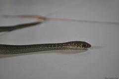 Masticophis mentovarius mentovarius