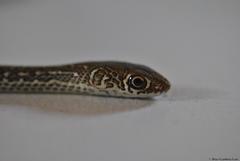 Masticophis mentovarius mentovarius