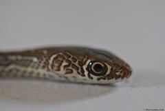 Masticophis mentovarius mentovarius