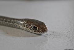Masticophis mentovarius mentovarius