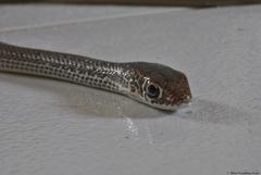 Masticophis mentovarius mentovarius