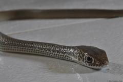 Masticophis mentovarius mentovarius