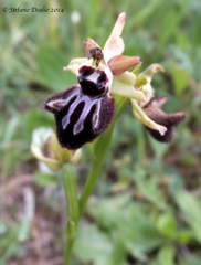 Ophrys sphegodes atrata