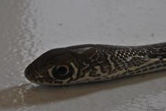 Masticophis mentovarius mentovarius