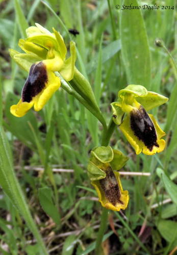 Yellow Bee-orchid