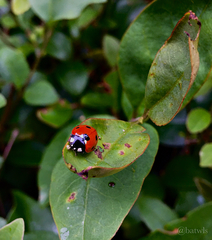 Coccinella septempunctata