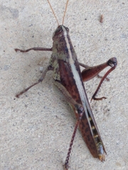 Schistocerca alutacea