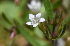 Allophyllum capillare
