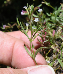 Allophyllum capillare