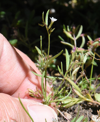 Allophyllum capillare