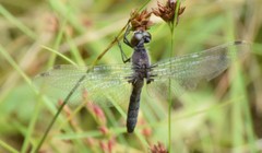 Leucorrhinia frigida