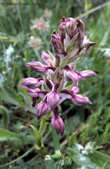 Anacamptis coriophora fragrans
