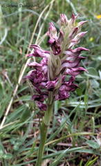 Anacamptis coriophora fragrans