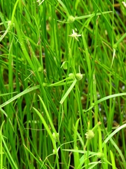 Cyperus humilis
