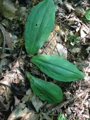 Galearis spectabilis