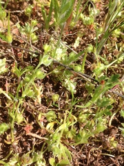 Plagiobothrys acanthocarpus