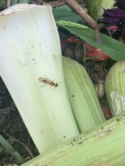 Ptecticus trivittatus