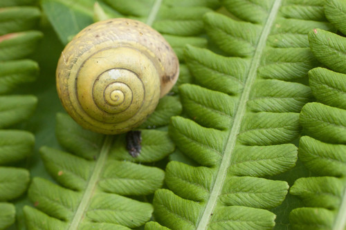 Lapinė krūmsraigė nuotrauka