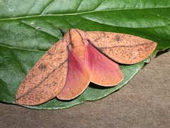 Syssphinx bisecta