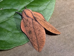 Syssphinx bisecta
