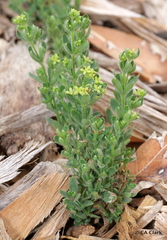 Galium californicum