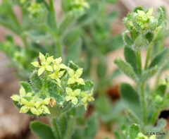 Galium californicum