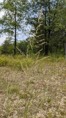 Sporobolus rigidus magnus