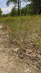 Sporobolus rigidus magnus