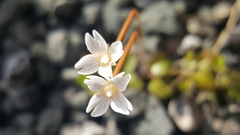Epilobium brunnescens