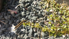 Epilobium brunnescens